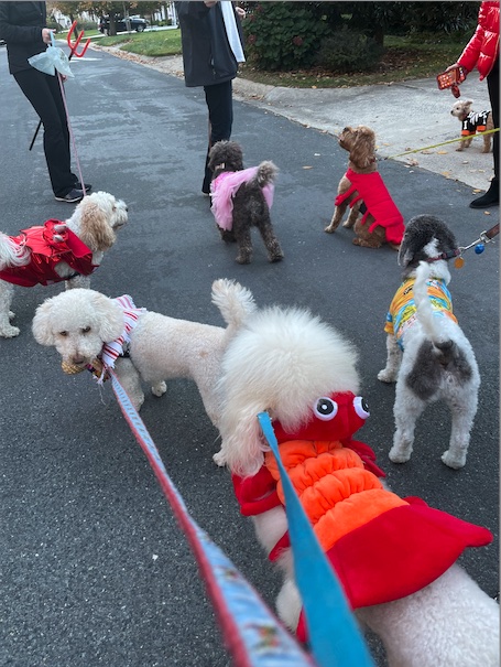 Dog Parade Halloween 2022